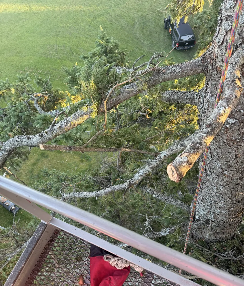 View from a lift bucket through branches with recent cuts