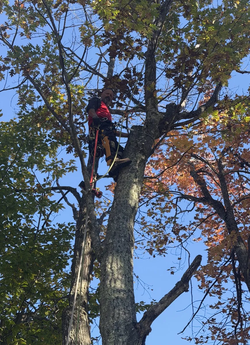 Climber in a red shirt working high in an autumn tree
