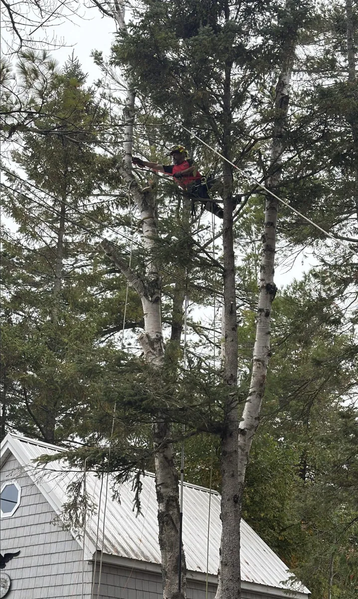 Climber working in trees beside a house with a metal roof