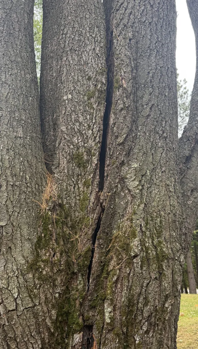 Large tree trunk with a deep vertical split between stems